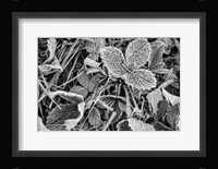 Fine Frost Fine Art Print