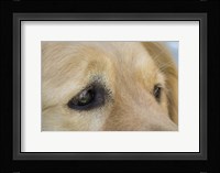 Irresistable Eyes Fine Art Print