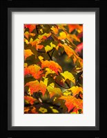 Maple Flame Framed Print