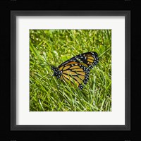 Monarch Fine Art Print