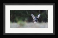 Morning Doe Framed Print