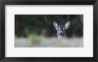 Morning Doe Framed Print