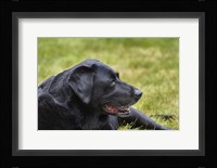 Old Girl Fine Art Print