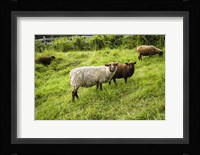 Peeping Sheep Fine Art Print