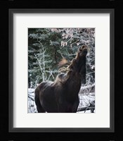 Reach Higher Framed Print
