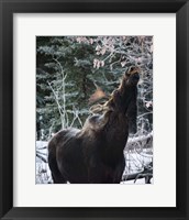 Reach Higher Framed Print