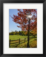 Sunburst In Fall Fine Art Print