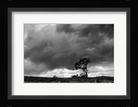 Tree Sillouette Fine Art Print