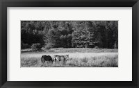 Two Horses Fine Art Print
