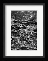 Well-Rooted Fine Art Print