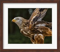 Red Kite Taking Off Fine Art Print