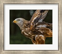 Red Kite Taking Off Fine Art Print