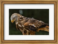 Red Kite Looking Down Fine Art Print