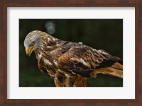 Red Kite Looking Down Fine Art Print