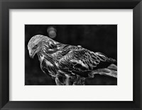 Red Kite Looking Down - Black & White Fine Art Print