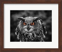 Red Eyed Owl - Black & White Fine Art Print