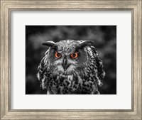 Red Eyed Owl - Black & White Fine Art Print