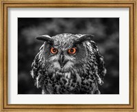 Red Eyed Owl - Black & White Fine Art Print