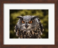 Red Eyed Owl Fine Art Print