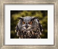 Red Eyed Owl Fine Art Print