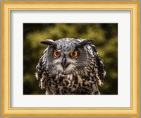 Red Eyed Owl Fine Art Print