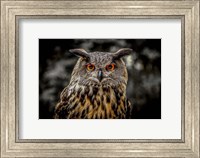 Oehoe Owl Fine Art Print