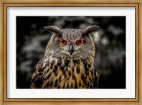 Oehoe Owl Fine Art Print