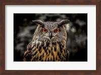 Oehoe Owl Fine Art Print