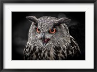 Red Eyed Owl Close Up  - Black & White Fine Art Print