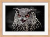 Red Eyed Owl Close Up  - Black & White Fine Art Print