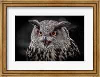 Red Eyed Owl Close Up  - Black & White Fine Art Print