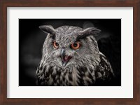 Red Eyed Owl Close Up  - Black & White Fine Art Print