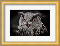 Red Eyed Owl Close Up  - Black & White Fine Art Print