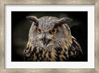Red Eyed Owl Close Up Fine Art Print