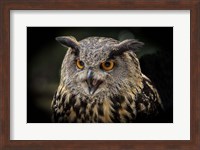 Red Eyed Owl Close Up Fine Art Print