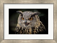Red Eyed Owl Close Up Fine Art Print