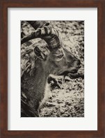 Capricorn Sepia Fine Art Print