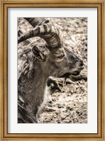 Capricorn Fine Art Print