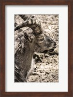 Capricorn Fine Art Print