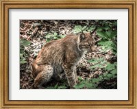 The Lynx Fine Art Print