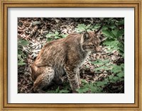 The Lynx Fine Art Print