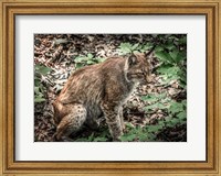 The Lynx Fine Art Print