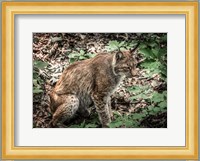 The Lynx Fine Art Print