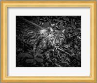 The Lynx Looking Up - Black & White Fine Art Print