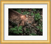 The Lynx Looking Up Fine Art Print