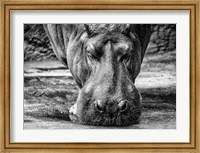 The Hippo - Black & White Fine Art Print