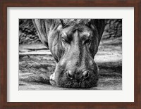 The Hippo - Black & White Fine Art Print