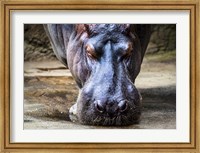 The Hippo Fine Art Print