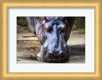 The Hippo Fine Art Print