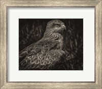 Predator Bird Sepia Fine Art Print